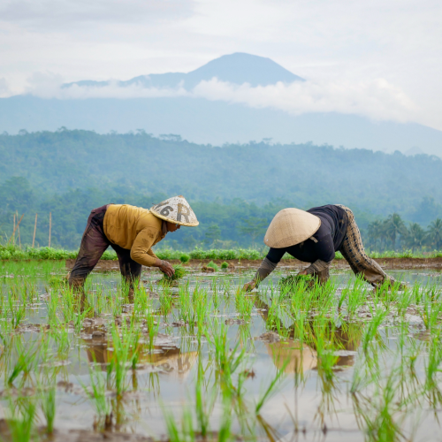 contoh positif - foto alami